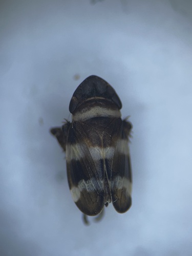 Planaphrodes nigrita