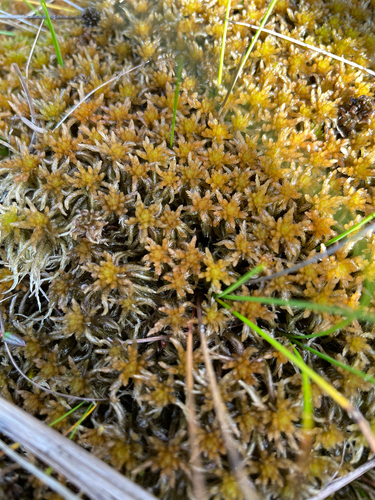 Sphagnum subfulvum observed 2025-09-04