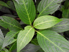 Strobilanthes hamiltoniana