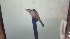 Pycnonotus sinensis hainanus