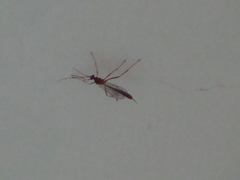 Tryphoninae