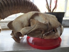 Panthera pardus tulliana