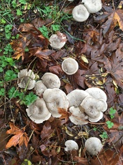 Hebeloma crustuliniforme