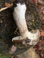 Hebeloma crustuliniforme