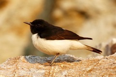 Oenanthe albonigra