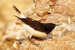 Oenanthe albonigra