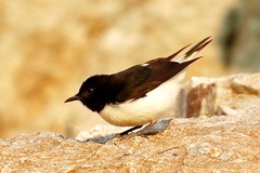 Oenanthe albonigra
