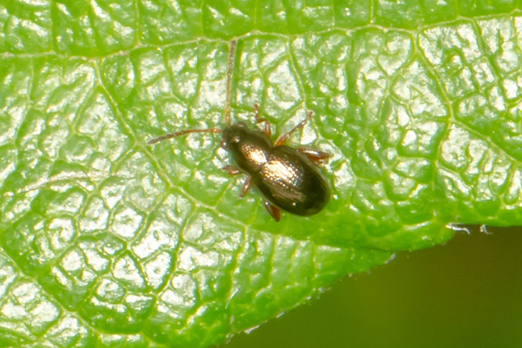 Batophila aerata