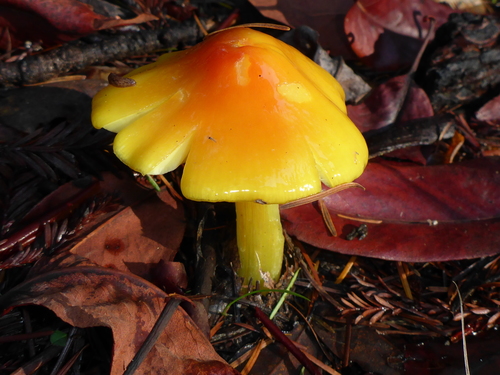 Persistent Waxcap