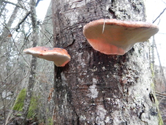 Fomitopsis pinicola