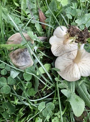 Melanoleuca exscissa