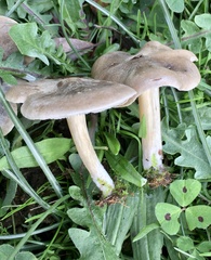 Melanoleuca exscissa