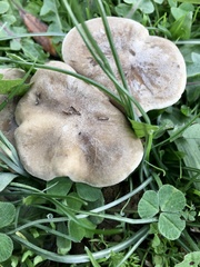 Melanoleuca exscissa