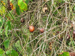 Passiflora ligularis