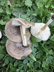 Melanoleuca exscissa