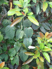 Passiflora ligularis