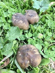 Melanoleuca exscissa