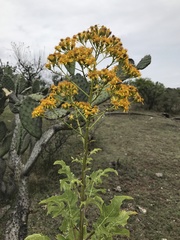Roldana heracleifolia