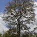 Guayacán rosado