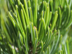 Pinus johannis, photograph (c) Luis F. Ramírez, some rights reserved (CC BY)