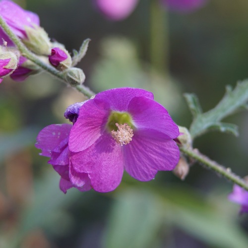 Thicket globemallow (Sphaeralcea fendleri)
