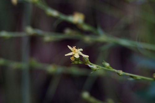 New Mexico yellow flax (Linum neomexicanum)