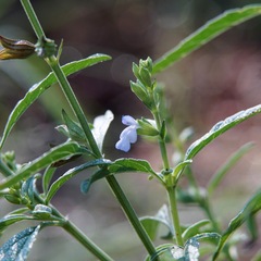 Wild Sage (Salvia reflexa)