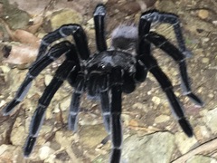 Sericopelma