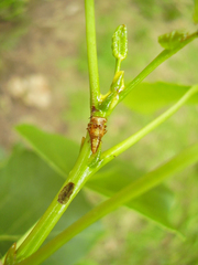 Rhytidodus decimusquartus