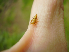 Rhytidodus decimusquartus