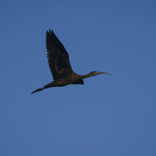Ibis falcinelle