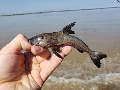 Black ripsaw catfish (Oxydoras niger) — Doradidae — 3