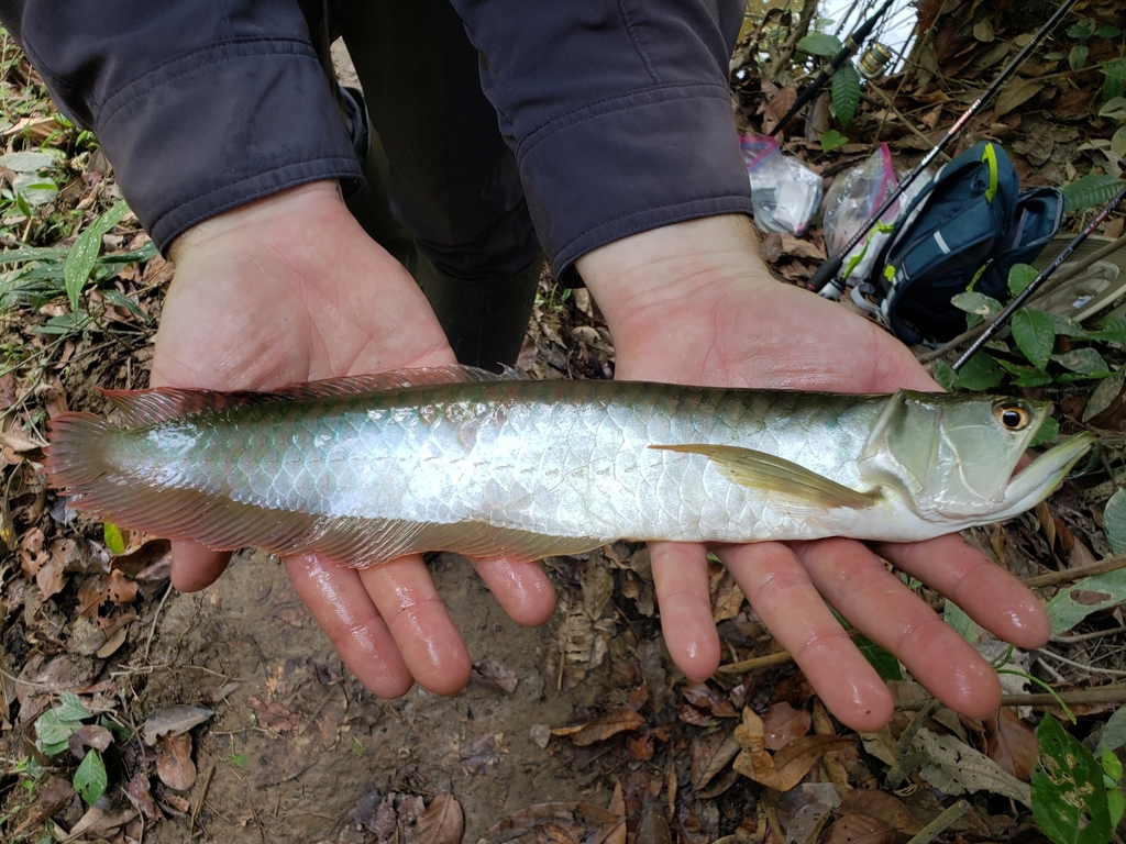 Arawana (Osteoglossum bicirrhosum) — Osteoglossidae