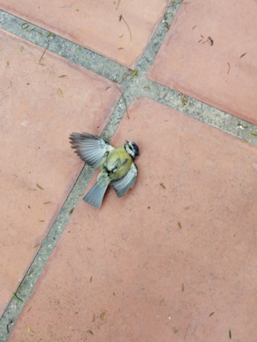 Avistamiento Cyanistes caeruleus