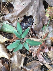 Sceptridium biternatum image