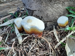 Fungi