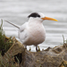 Elegant Tern - Photo (c) Bill Bouton, some rights reserved (CC BY-NC)