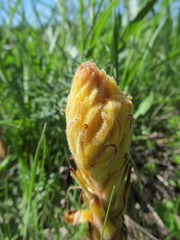 Orobanche elatior
