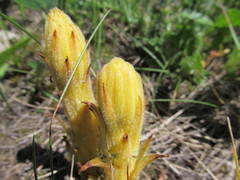 Orobanche elatior