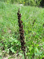 Orobanche elatior
