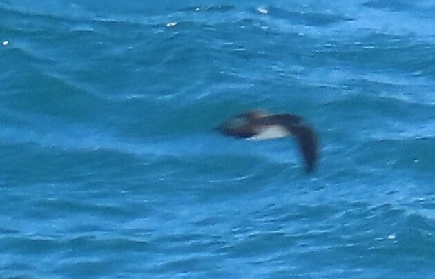 Galapagos Shearwater