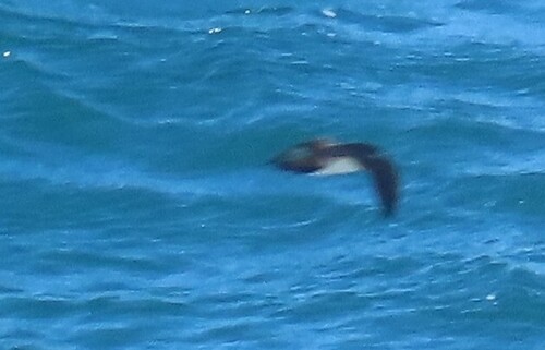 Galapagos Shearwater