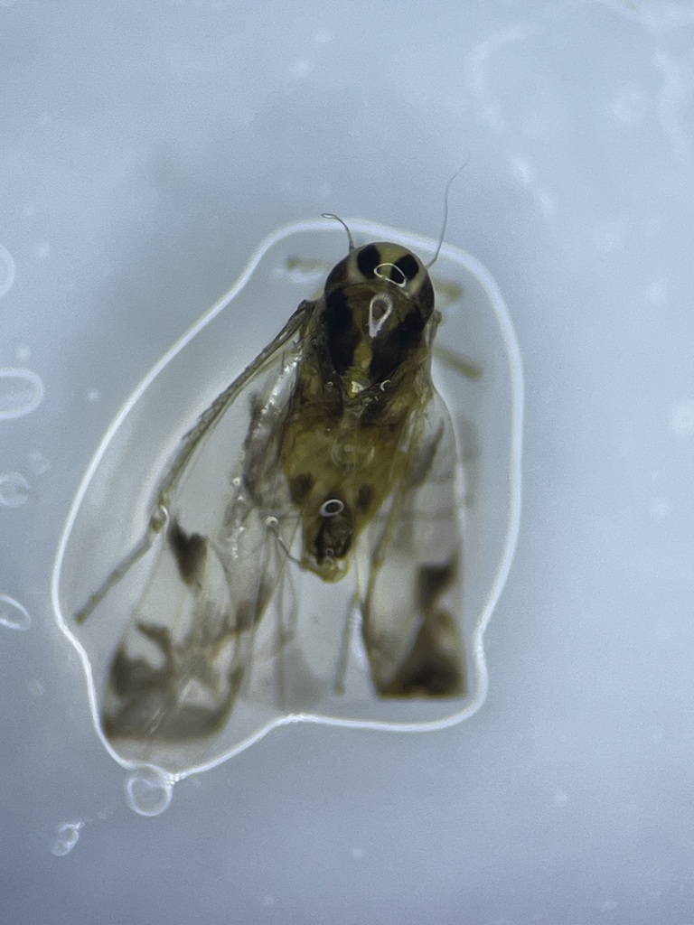 Eupteryx origani