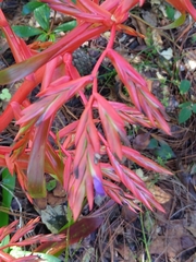 Tillandsia guatemalensis