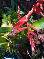 Tillandsia guatemalensis