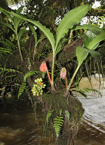 Scadoxus nutans