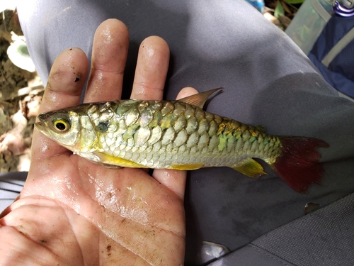 Tucan fish (Chalceus erythrurus) — Characidae