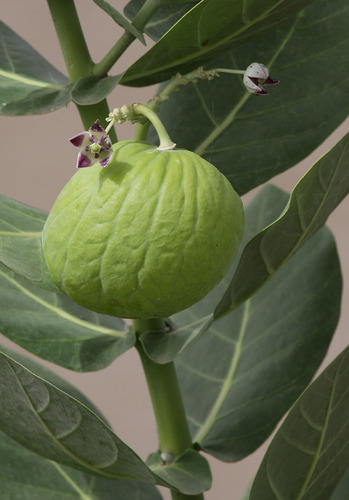 giant milkweed
