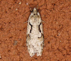 Semioscopis