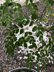 Moringa